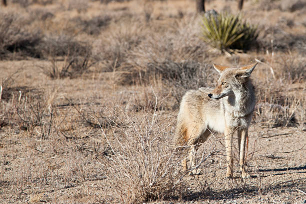 istock Wild Coyote in Joshua Tree National Park 525803923