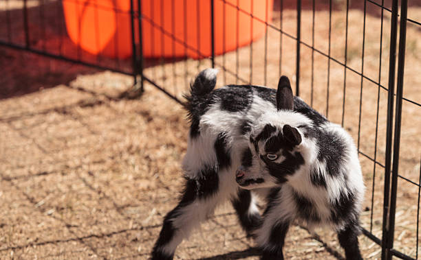 preto e branco bebé nigéria cabra-anã - nigerian dwarf imagens e fotografias de stock