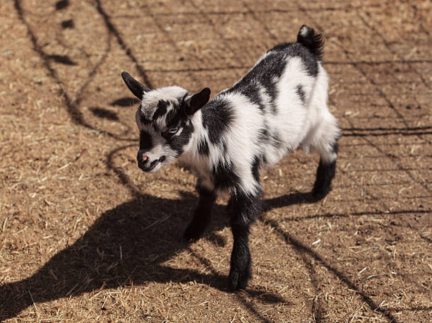 preto e branco bebé nigéria cabra-anã - nigerian dwarf imagens e fotografias de stock