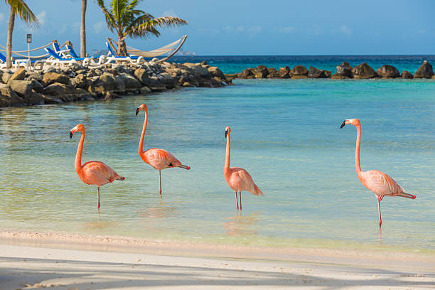 Four flamingos on the beach Flamingos on the Aruba beach. Flamingo beach aviary photos stock pictures, royalty-free photos & images