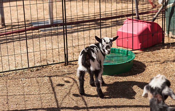 preto e branco bebé nigéria cabra-anã - nigerian dwarf imagens e fotografias de stock