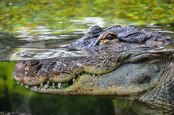 istock Amphibian Prehistoric Crocodile 525804782