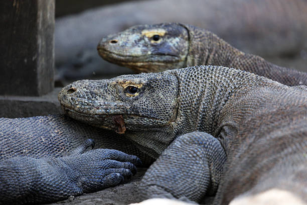 istock Indonesia: Komodo Dragons on Rinca Island 525804907
