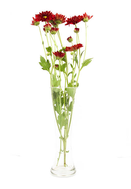 istock white red chrysanthemum flowers .in vase isolated 525805336