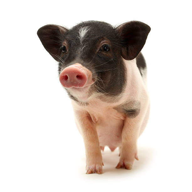 pet baby pig - hangbuikzwijn stockfoto's en -beelden