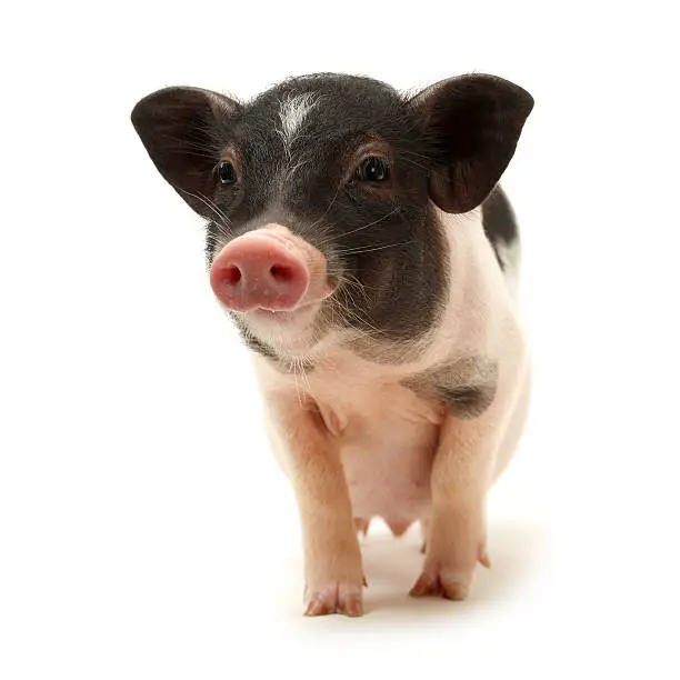 Pet baby pig isolated on white