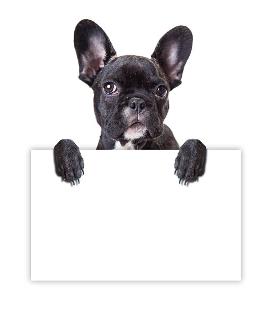 istock dog keeps a sheet of paper 525805533