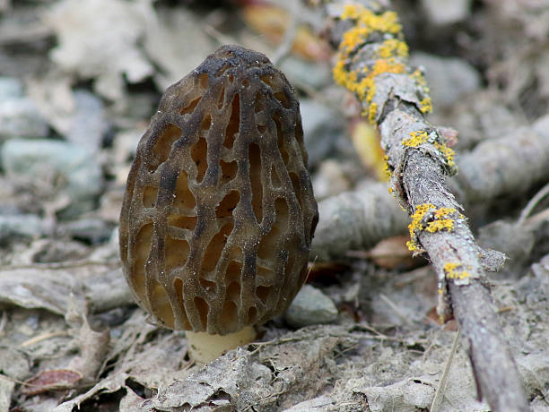 istock Morel Mushroom - Morchella brunnea 525805548