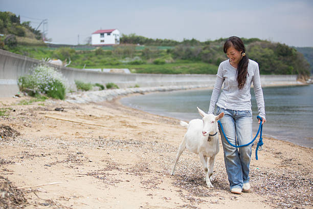 istock woman walking her pet goat on a beach 525805830