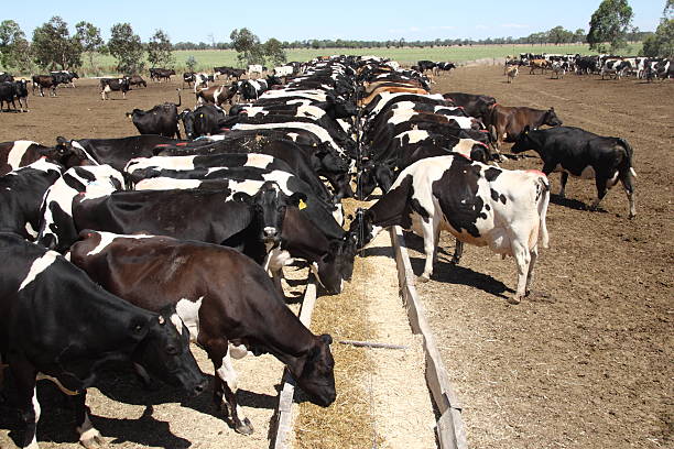 Cows eating stock photo