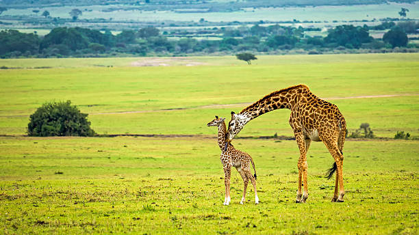 구슬눈꼬리 기린과 자신의 아기 - animal animal neck cute safari animals 뉴스 사진 이미지