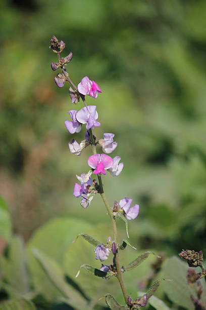 istock Flowers of Lablab purpureus 525806215