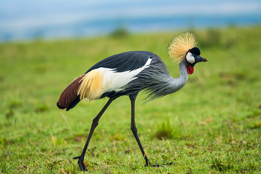 Grey crowned crane (Balearica regulorum)  in the savannah of Kenya, Africa