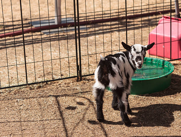 preto e branco bebé nigéria cabra-anã - nigerian dwarf imagens e fotografias de stock