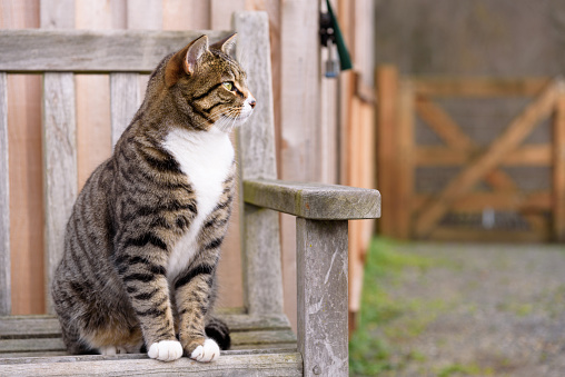 Farm cat watching and waiting to greet visitors