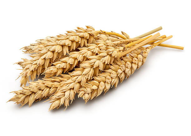 Cтоковое фото Сушеные пшеницы уши