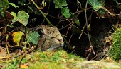 Curious little bunny