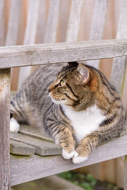 istock Farm cat keeping watch 525807240