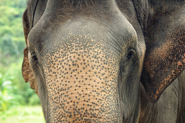 istock Asian elephant face to face 525808259