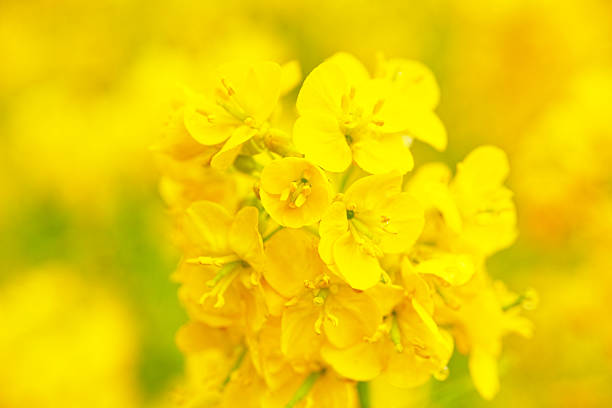 istock Close-up of rape blossoms 525808562