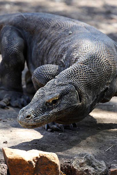 istock Indonesia: Komodo Dragon on Rinca Island 525808681