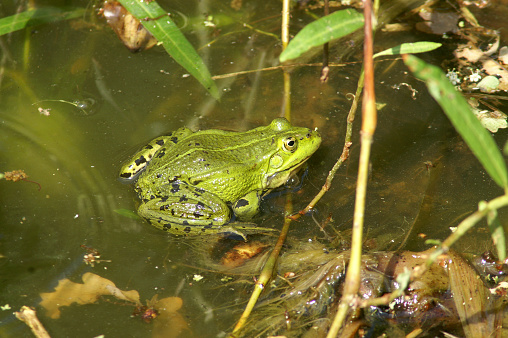 Names: Edible frog, Green frog, Common water frog