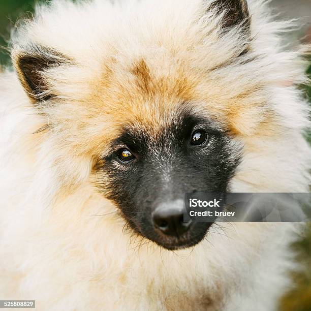 Gray Keeshound Keeshond Keeshonden Dog Wolfspit Stock Photo - Download Image Now