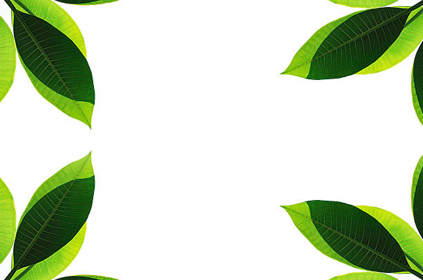 istock leaves close up isolated on white background 525808894