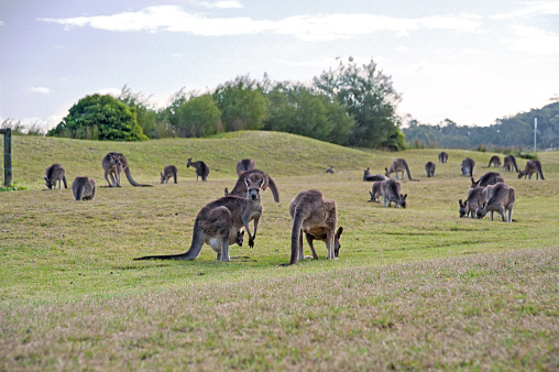 A grey kangaroo chilling on field next to Maloneys Beach, Murramarang National Park, NSW Australia