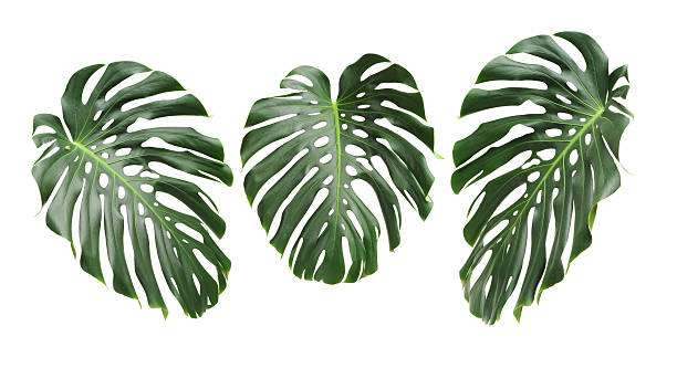 istock Big green leaf of Monstera plant 525809930