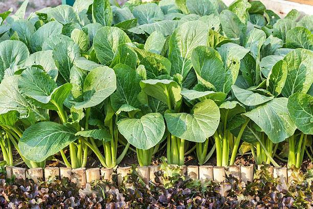 istock Fresh organic vegetables growing at the farm. Green lettuce. 525809942