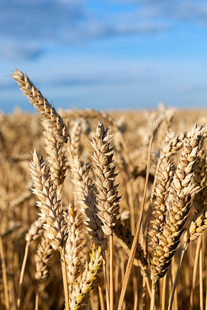 istock farm field cereals 525809960