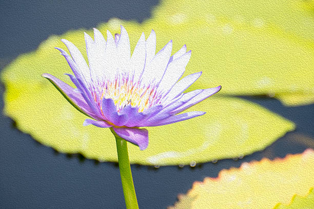 istock the purple lotus in the pond 525810056
