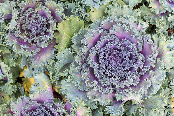 istock Red cabbages in the agriculture fields. Close up red cabbage. 525810122