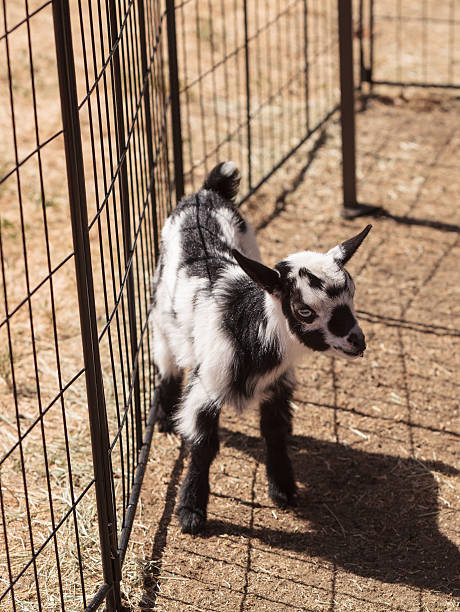 preto e branco bebé nigéria cabra-anã - nigerian dwarf imagens e fotografias de stock