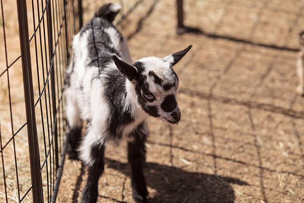 preto e branco bebé nigéria cabra-anã - nigerian dwarf imagens e fotografias de stock