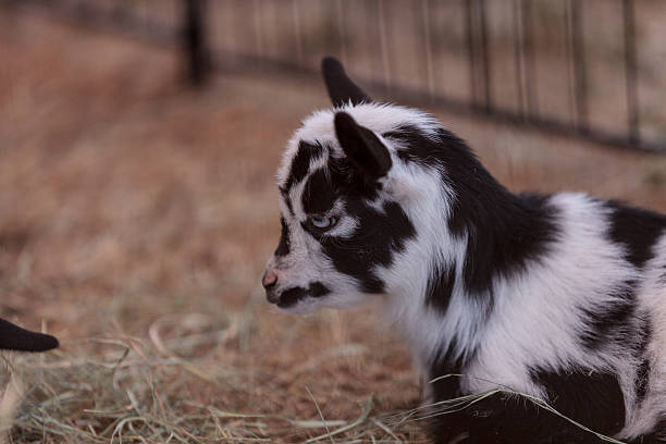 preto e branco bebé nigéria cabra-anã - nigerian dwarf imagens e fotografias de stock