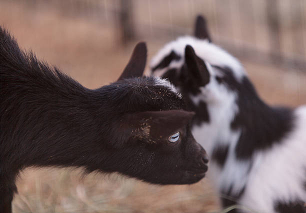 preto e branco bebé nigéria cabra-anã - nigerian dwarf imagens e fotografias de stock