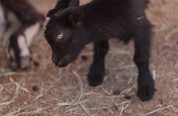 noir et blanc bébé nigérian de chèvre nain - nigerian dwarf photos et images de collection