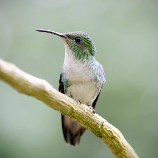 istock female coppery-headed emerald hummingbird, Elvira cupreiceps 525812926