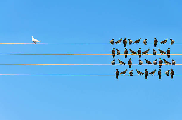 istock Racism concept, White and Black birds on wire 525813732