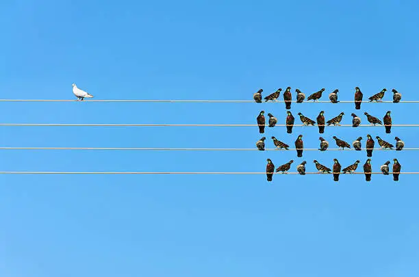 Photo of Racism concept, White and Black birds on wire