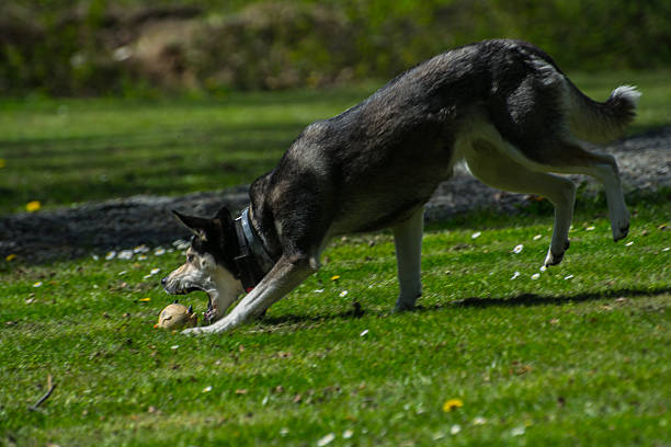 istock Husky plays in the garden 525813906