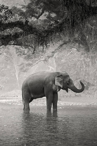 istock Asian Elephant in a natural river at deep forest, Thailand 525814784