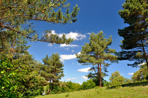 Pine trees on summer lawn