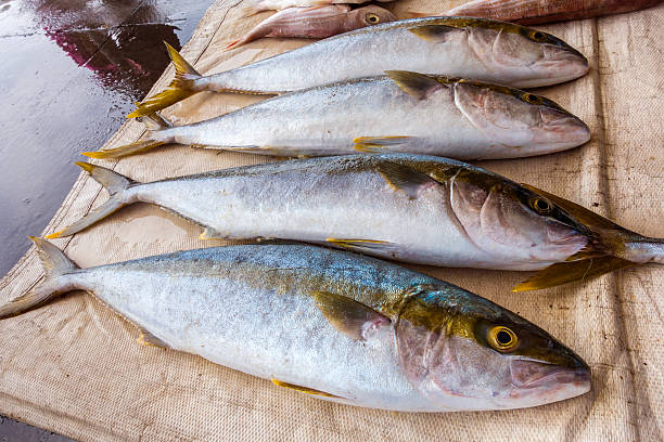istock Yellow Tail fresh fish at the harbour 525828425