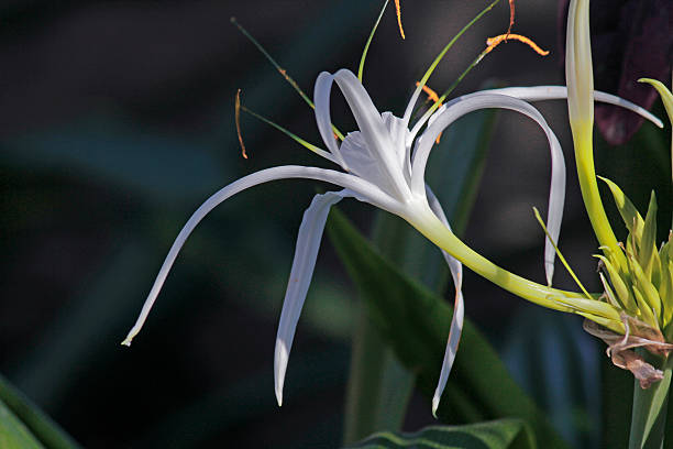 istock Spider lily, Beach spider lily, Hymenocallis littoralis 525828885