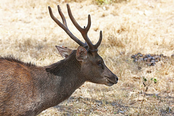 istock Indonesia: Timor Rusa Deer on Rinca Island 525829589