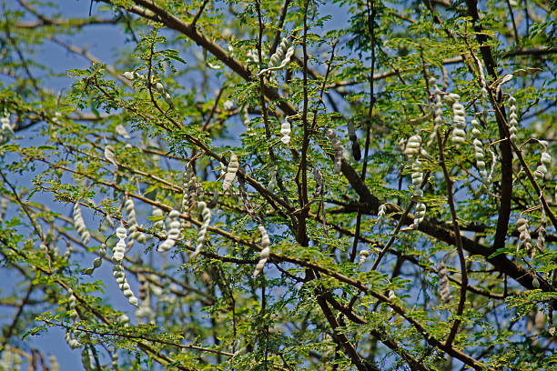 Poudre De Phali BABOOL (Acacia Nilotica) - Ayurvédique, Soulage Douleurs Articulaires, Inde