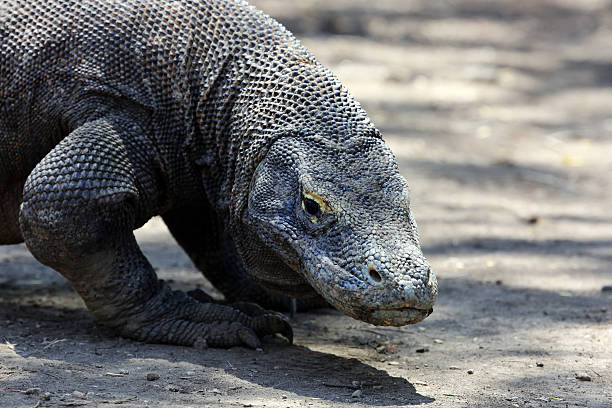 istock Indonesia: Komodo Dragon on Rinca Island 525830433